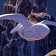 Image for article titled Legendary French artist Moebius, the man who made The Abyss, Alien, and Tron even weirder, is dead at 73